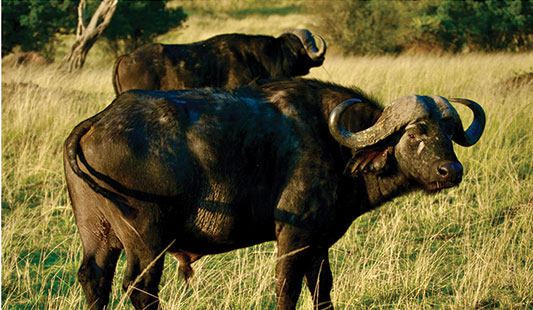 The Myths of Cape Buffalo - Safari Club