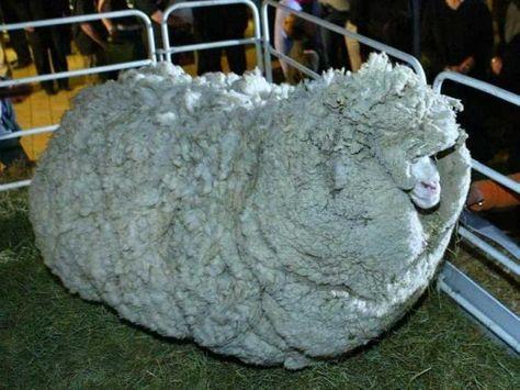 unshorn sheep