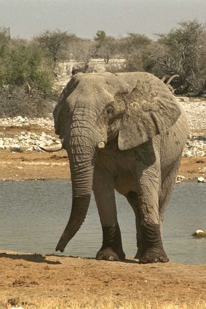 African Elephant 1130172