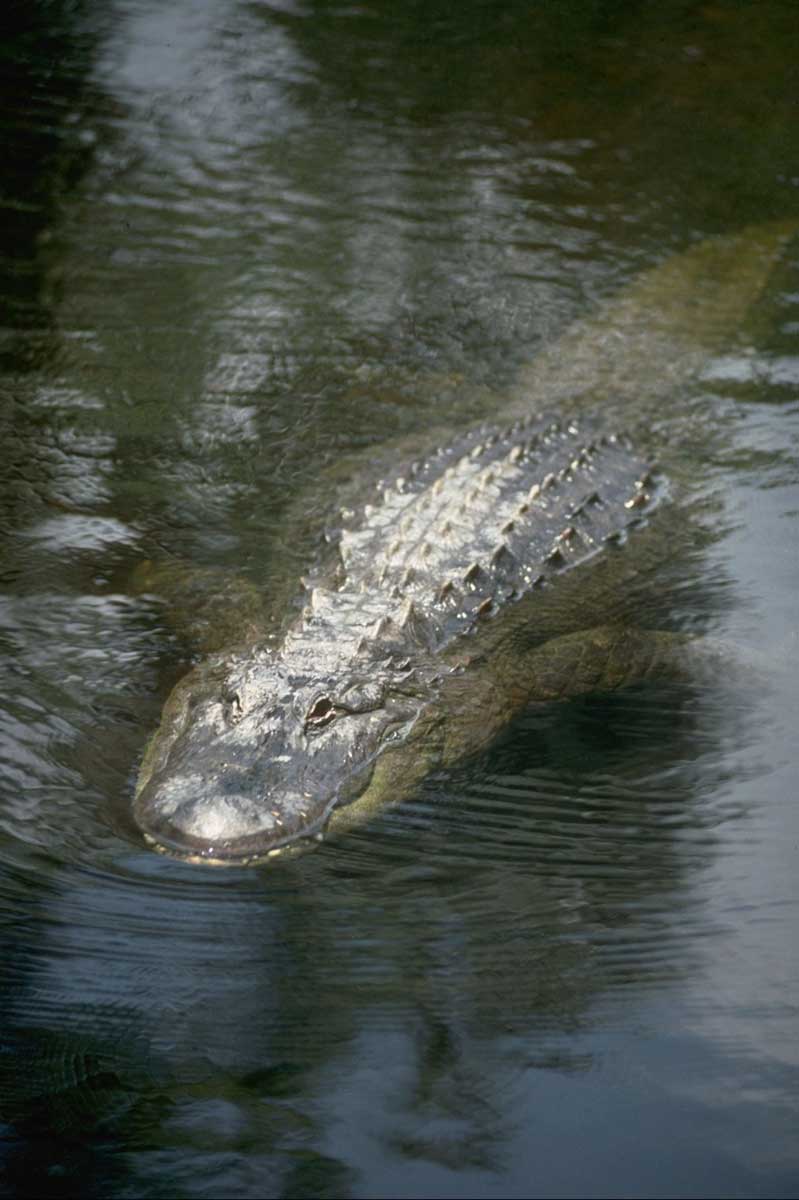 Alabama Hunters Take 144 Alligators Including 700 Pounder Safari Club