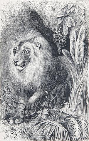 Afican lion