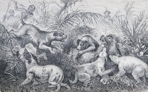 lion attacked by dogs