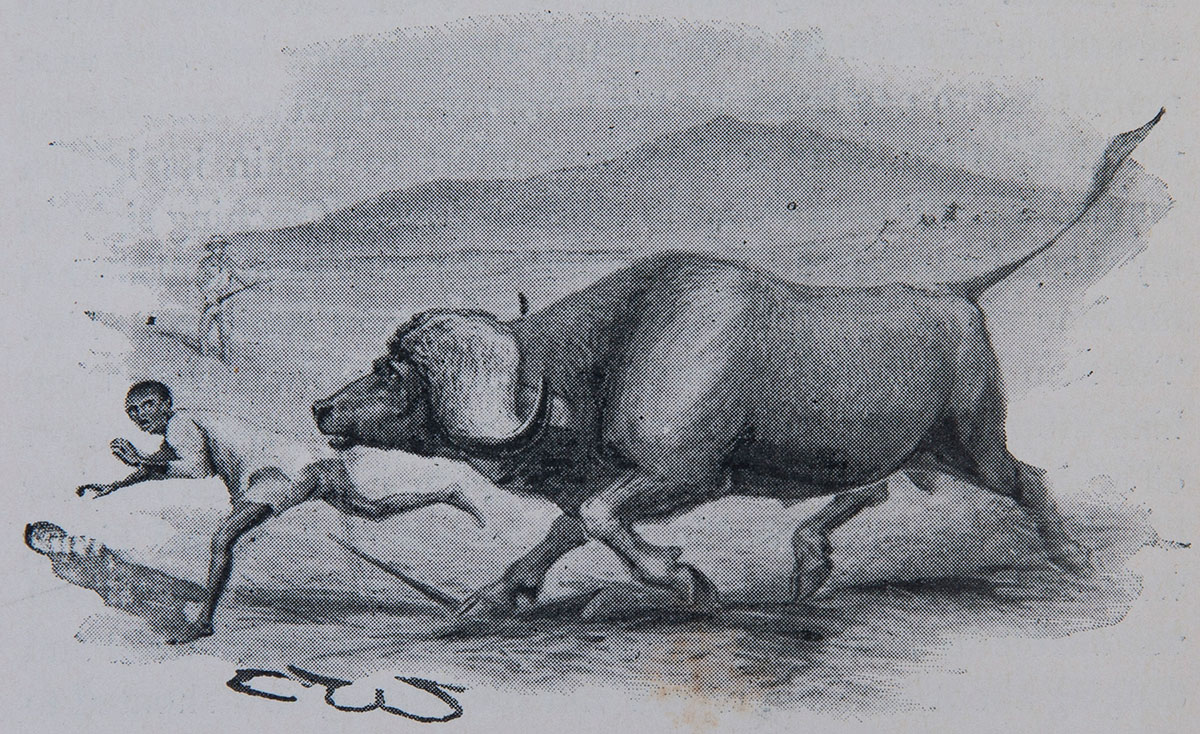 buffalo chasing tracker