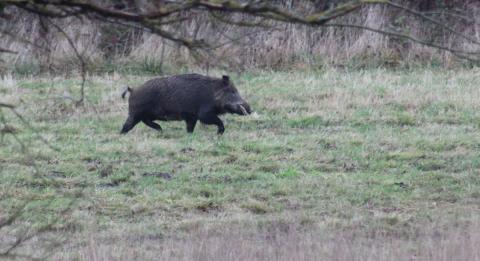 Wild boar on driven hunt