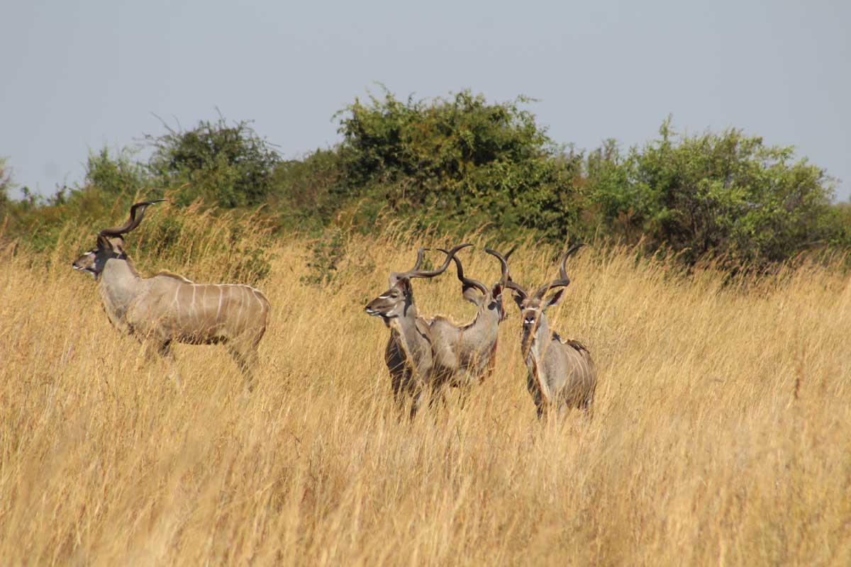kudu bulls