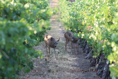 deer in vineyard