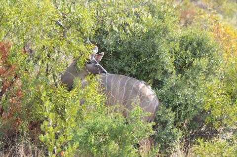 kudu in bush