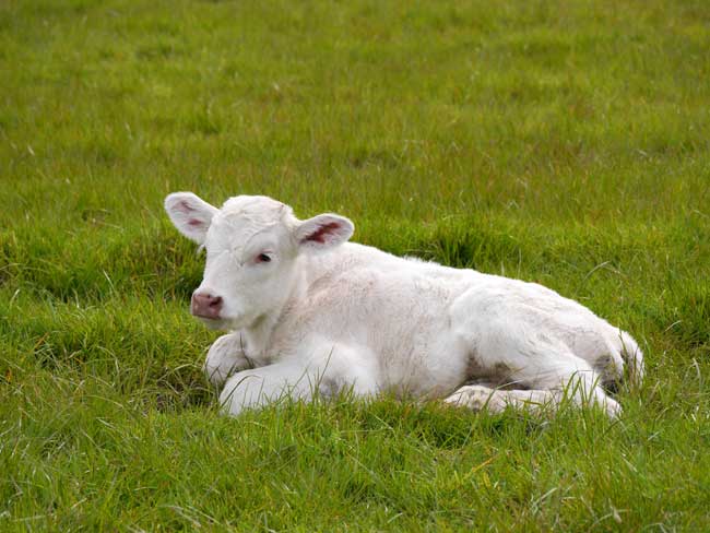 calf in pasture