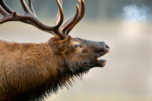 bugling elk