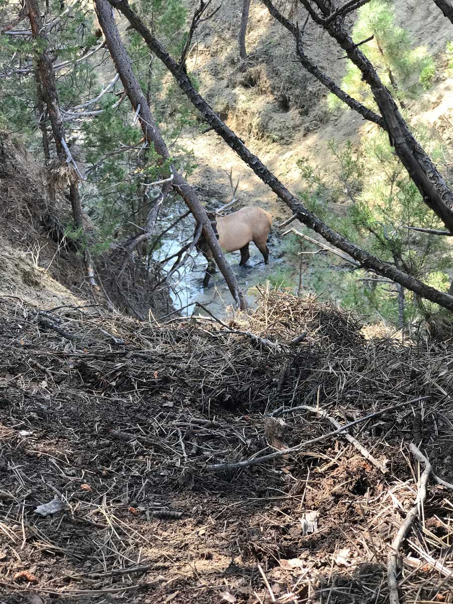 elk at wallow