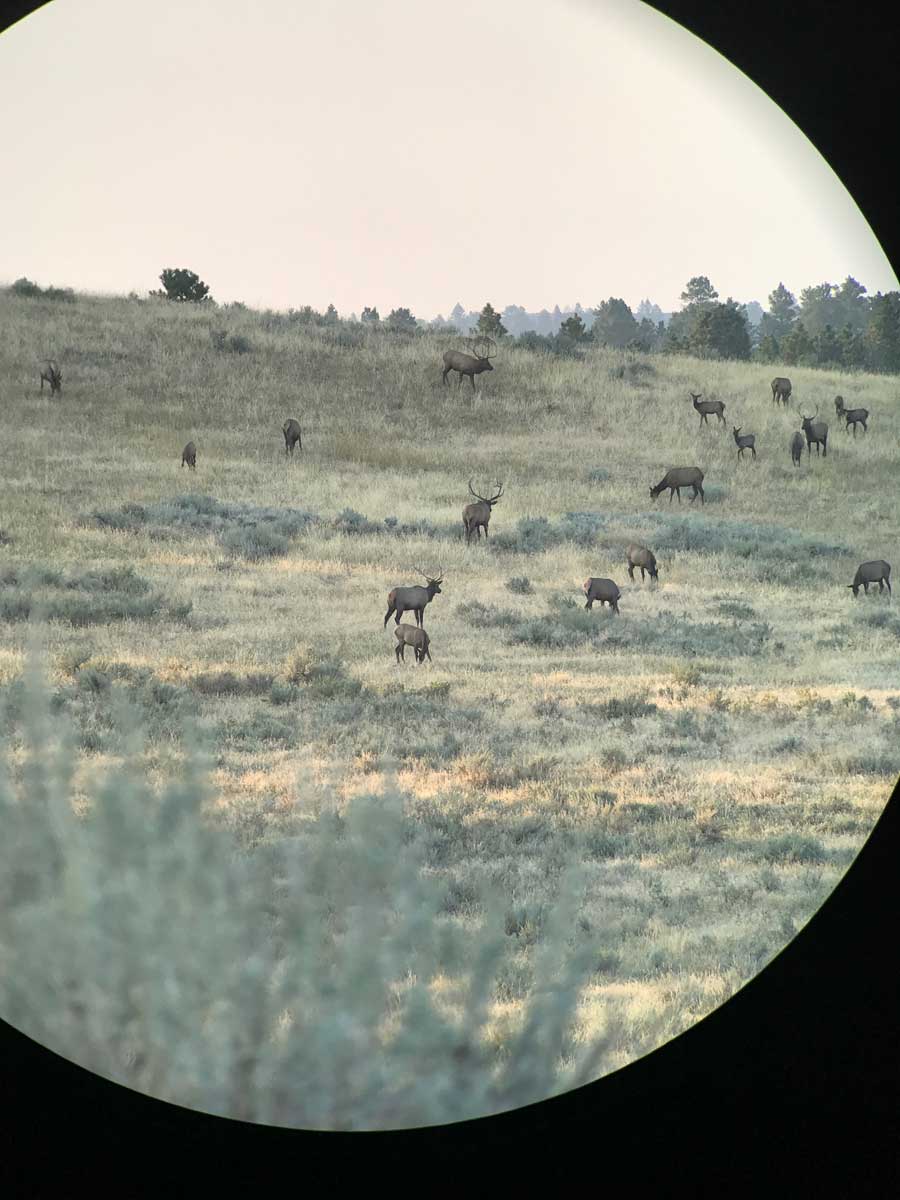 elk in scope