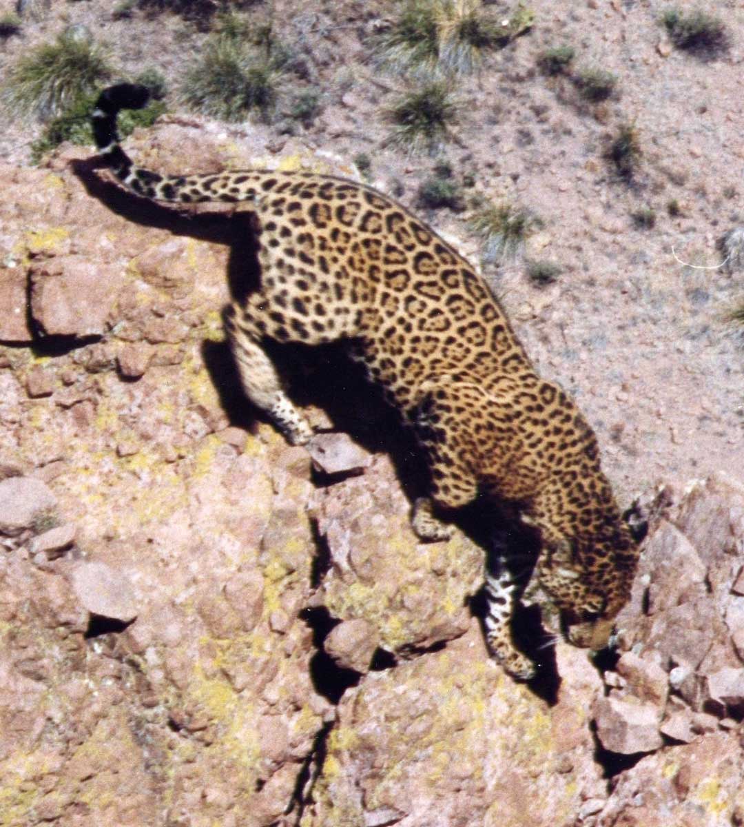Jaguar in Arizona