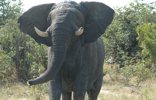 elephant in bush