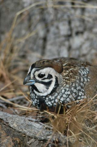 Mearns' quail