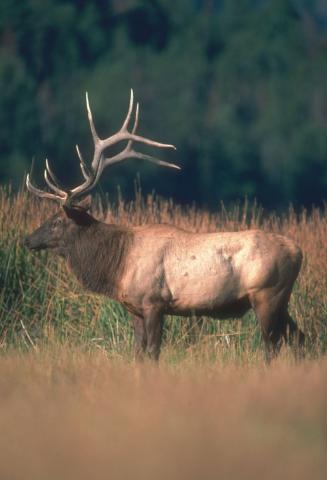Wyoming Elk