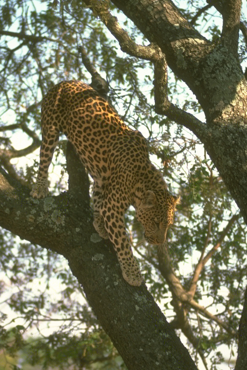 african-leopard-2-122816
