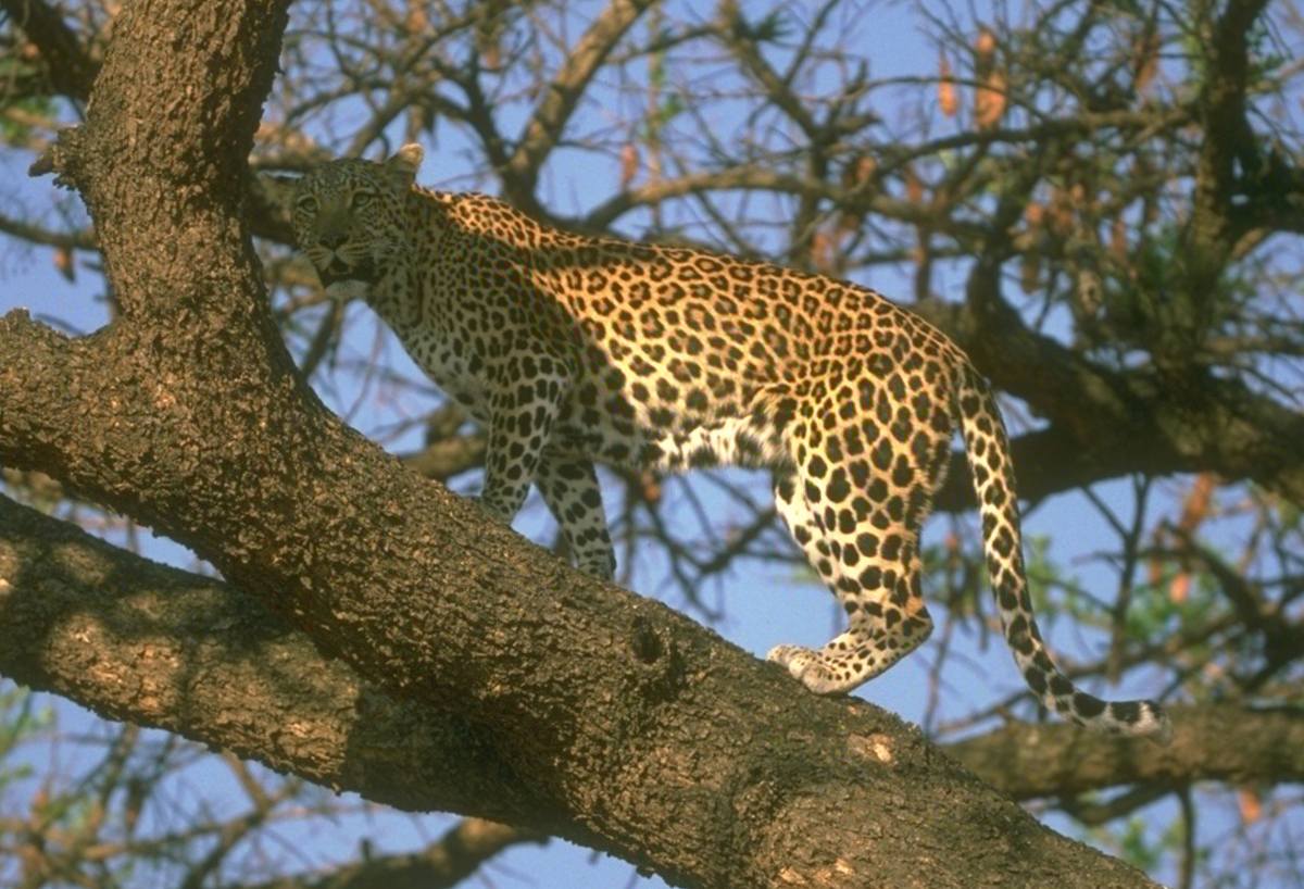 african-leopard-3-122816