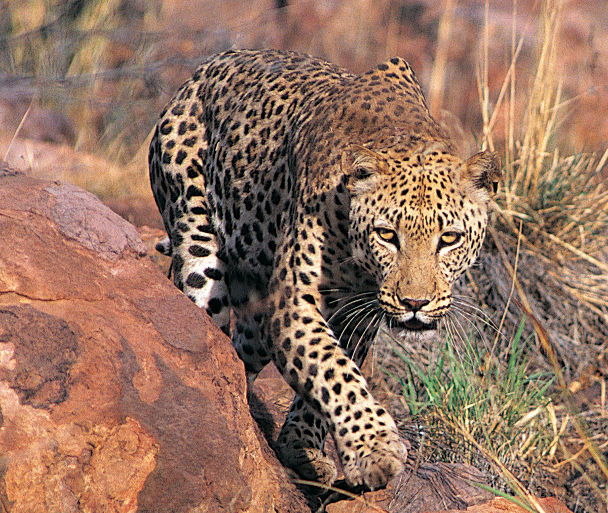 africanlionlocalhuntersleopardhuntforever011014