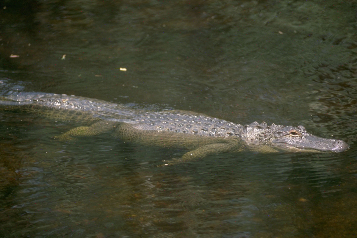 alligator2-050616
