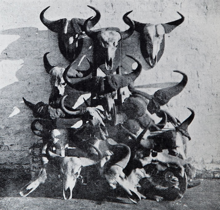 Armchair-Safari-Findlay-buffalo-skulls