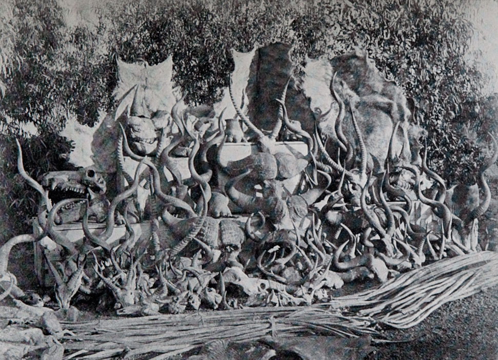 Armchair-Safari-Findlay-skulls