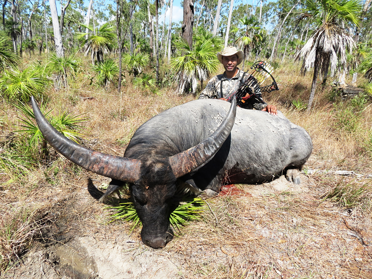 Australian-water-buffalo-hunt-bull-with-bow
