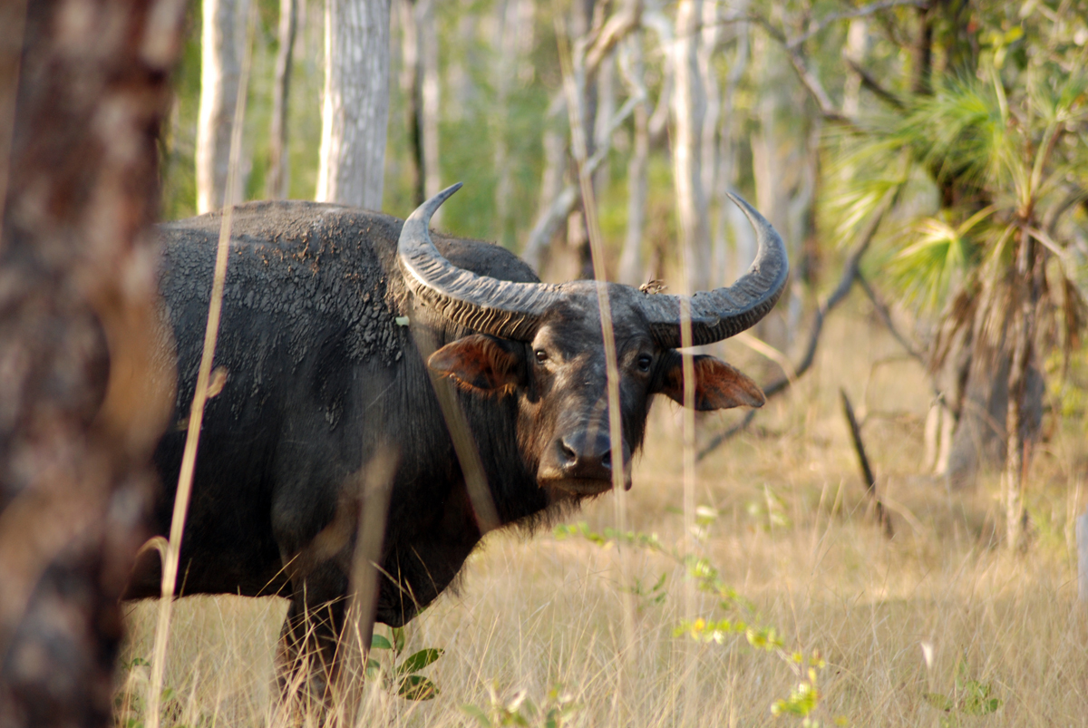 Australian-water-buffalo-hunt-Young-Bull-1