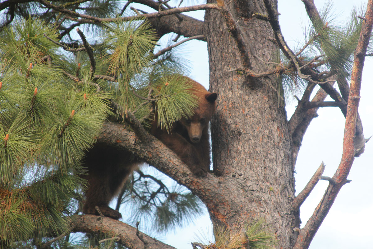 black bear treed