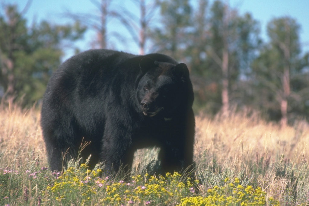 All about Pennsylvania's only bear species: The Black Bear