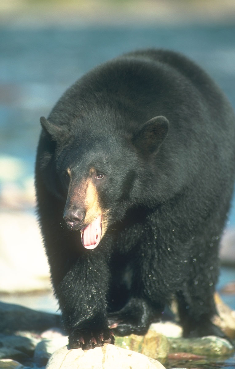 black-bear-091212
