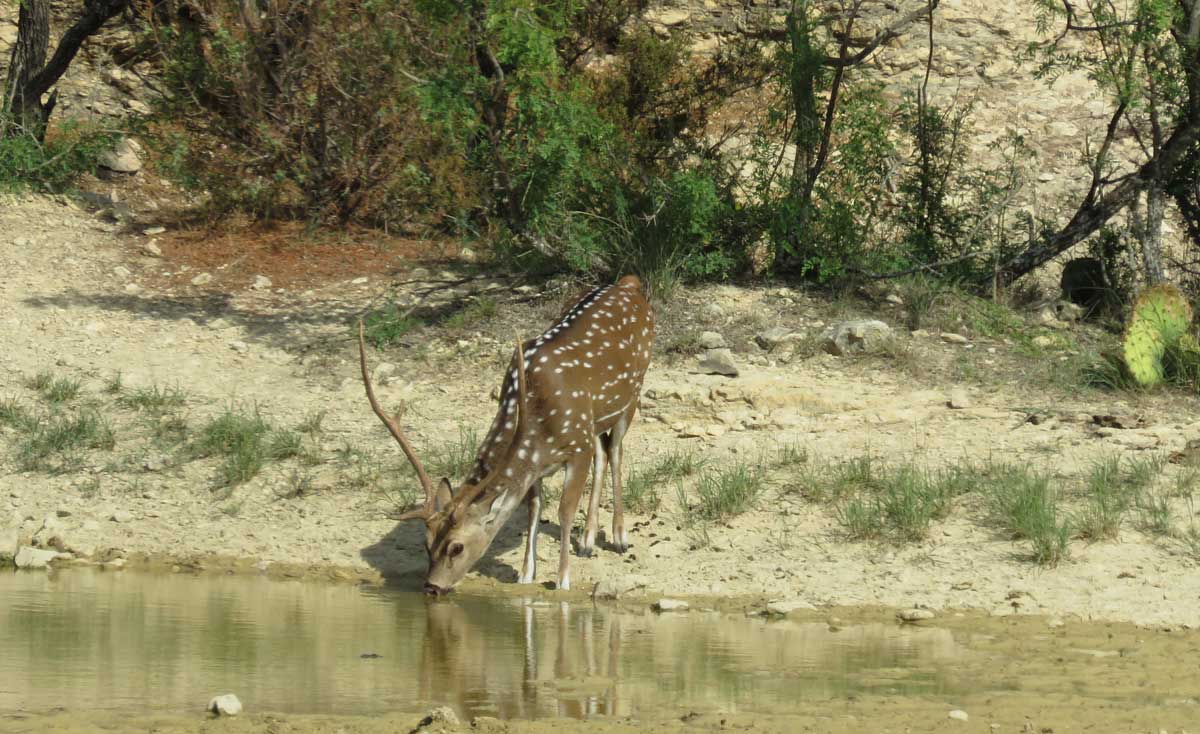 Axis buck at water hole