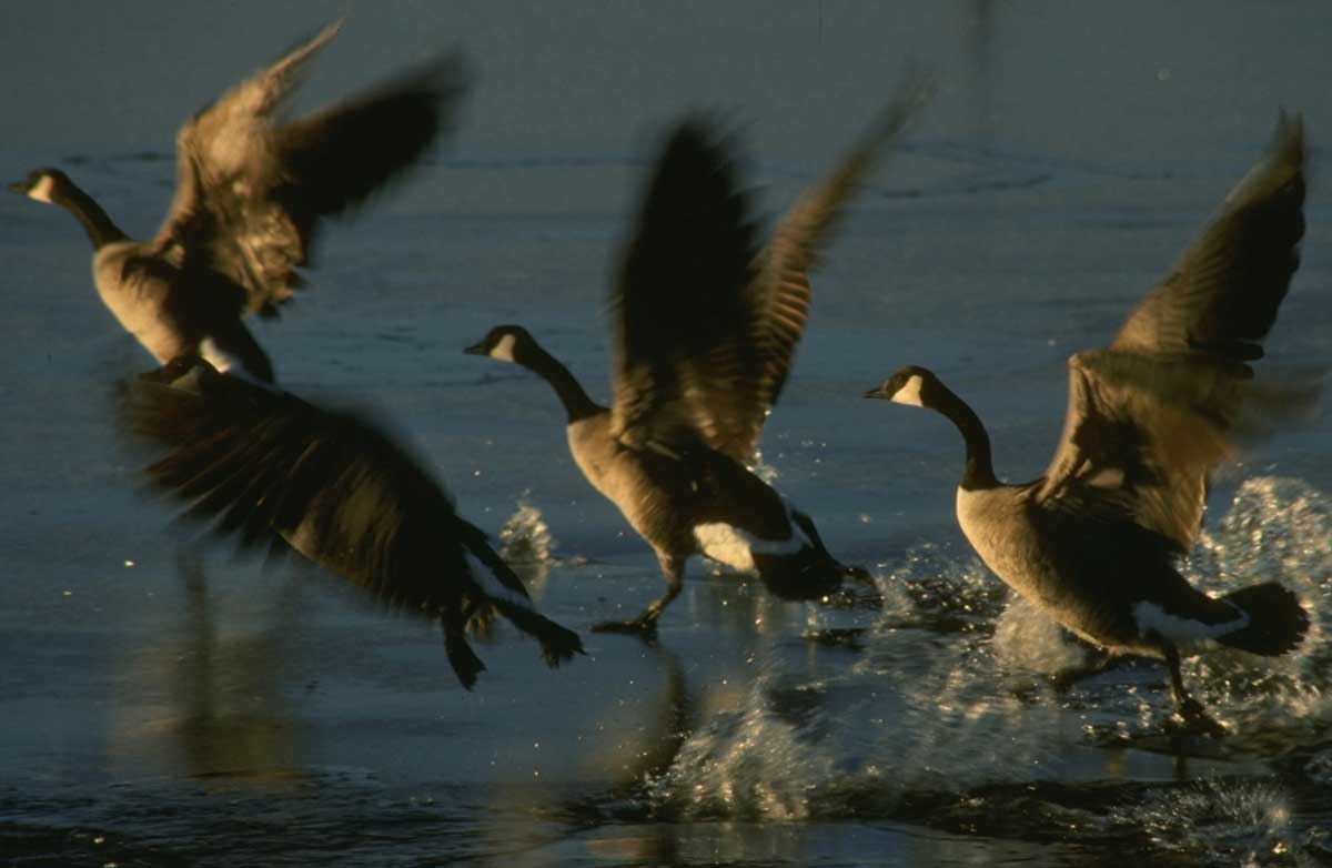 Canada-Geese-take-off-040116