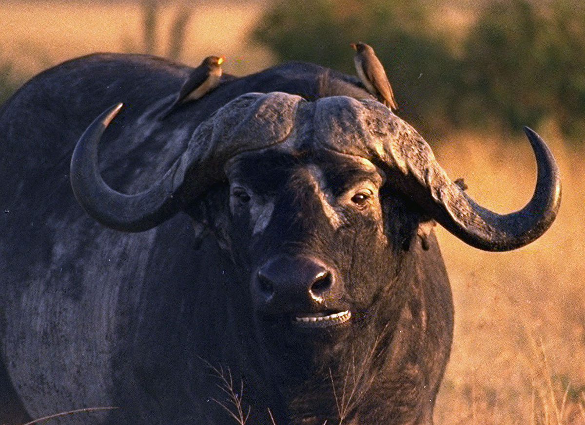 Gored By A Cape Buffalo! -