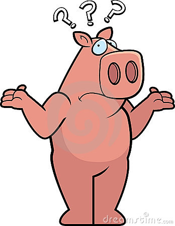 confused pig