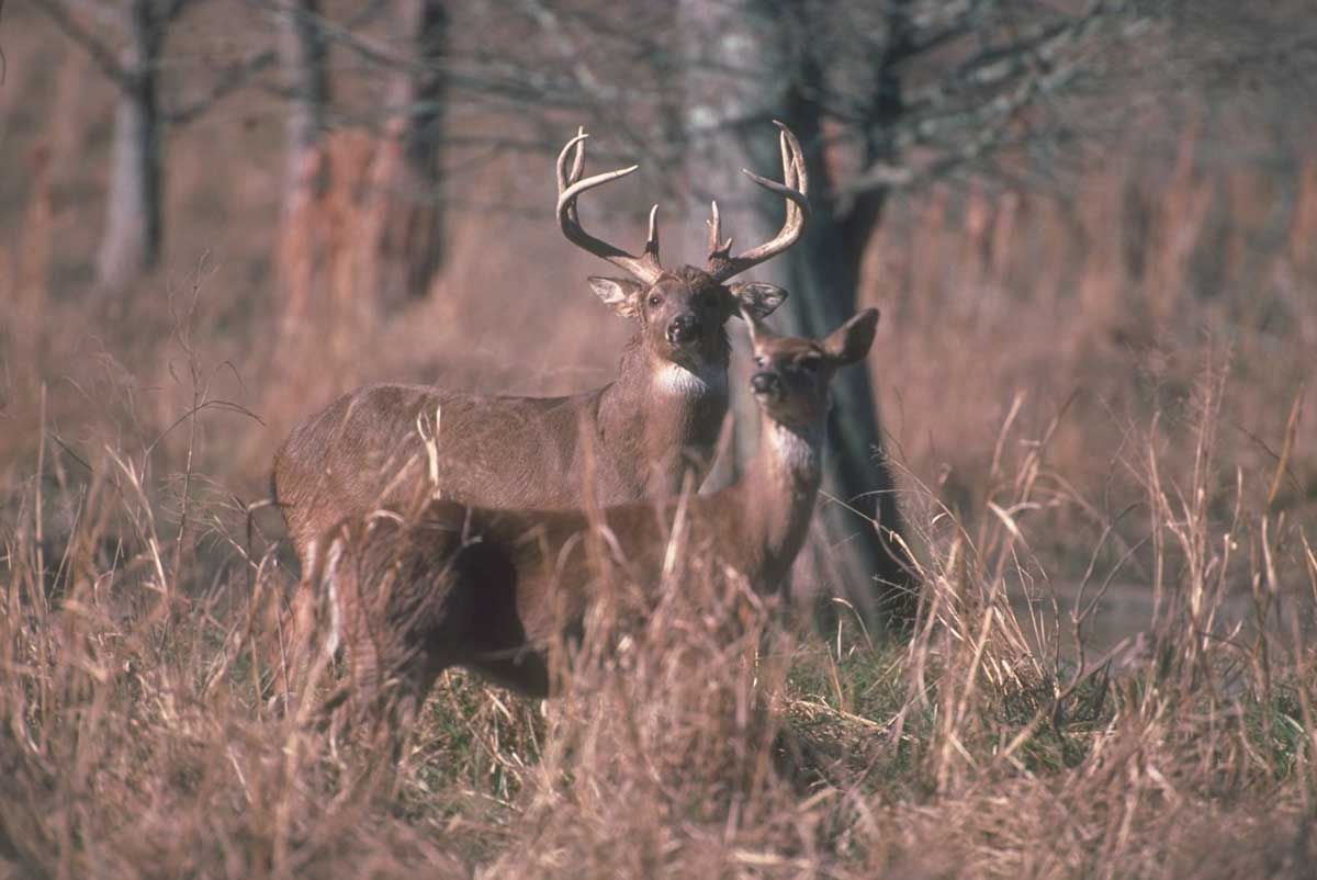 deer-pair
