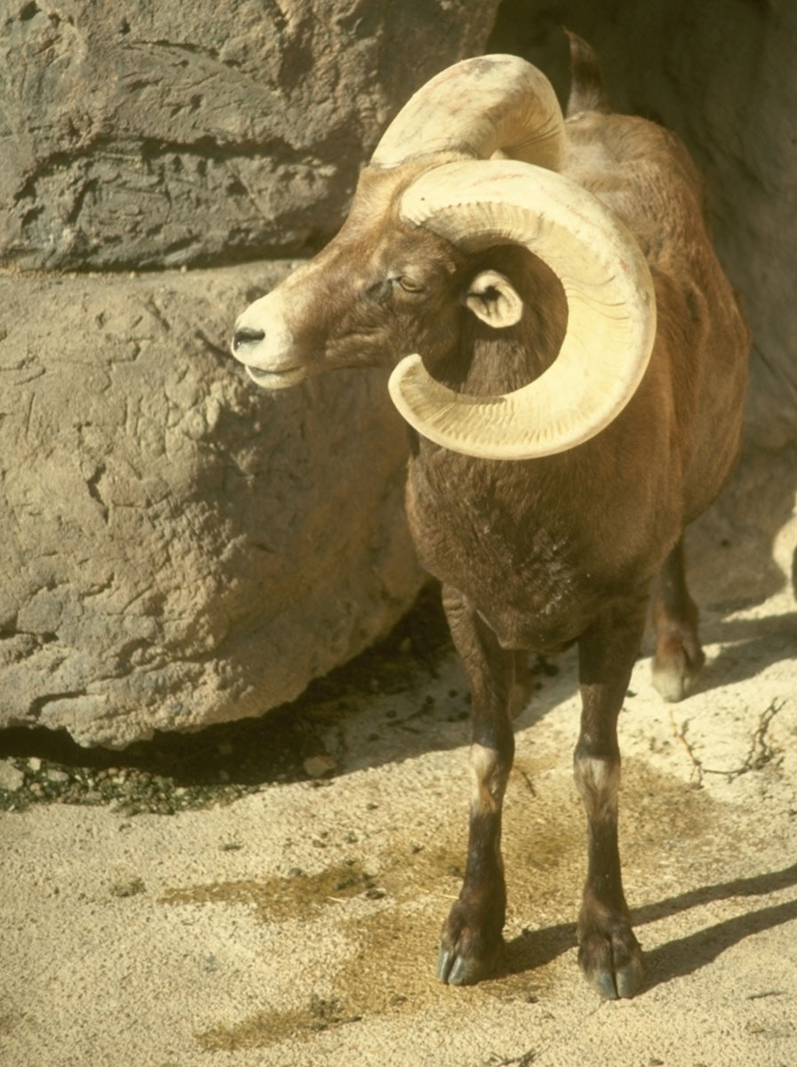 desert-big-horn-sheep-081213