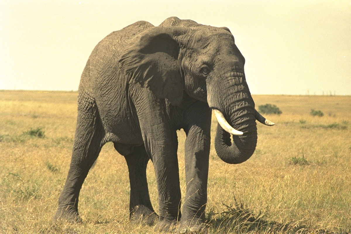 elephant-112712