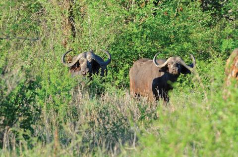 cape buffalo in brush