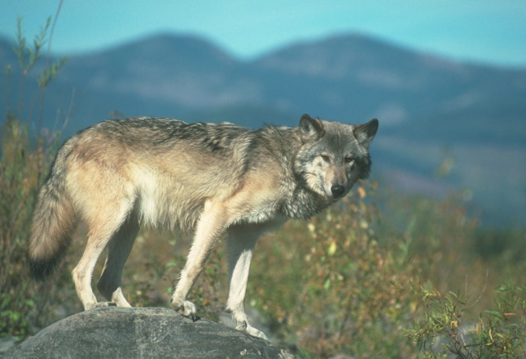 USFWS To Review Endangered Status Of Gray Wolf - Safari Club