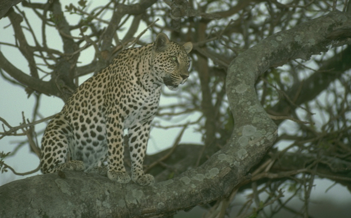 huntforeverleopardintree