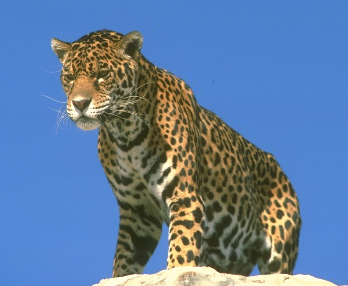 Could Jaguar Habitat Affect AZ Outdoor Activities? - Safari Club