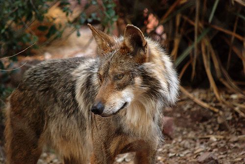 mexican-wolf-2