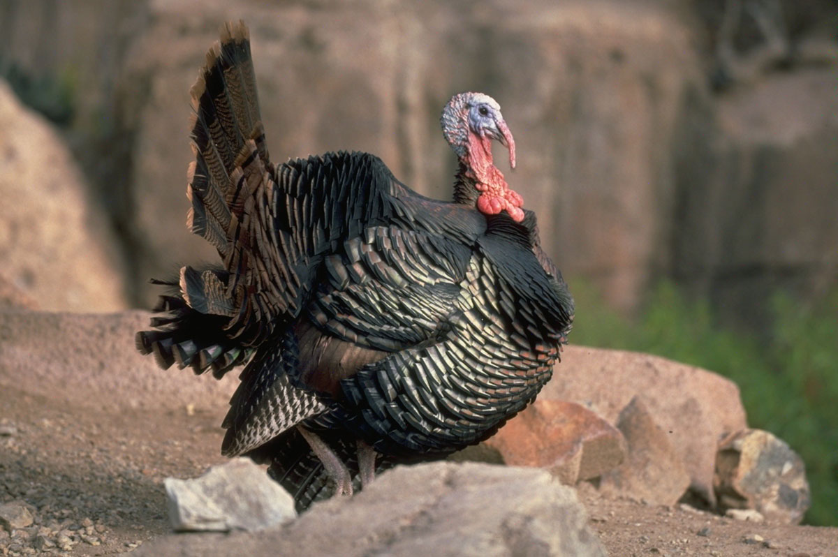 Missouri turkey