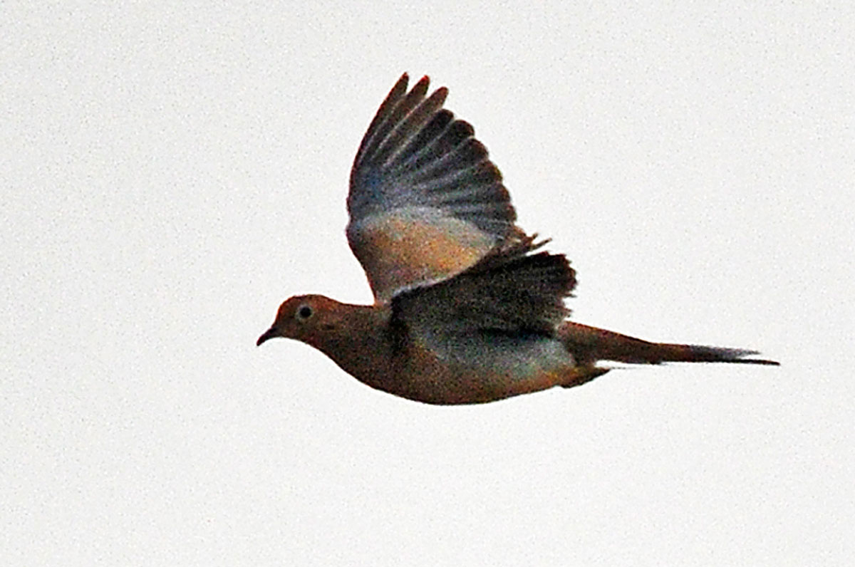 Mourning-dove-in-flight040214