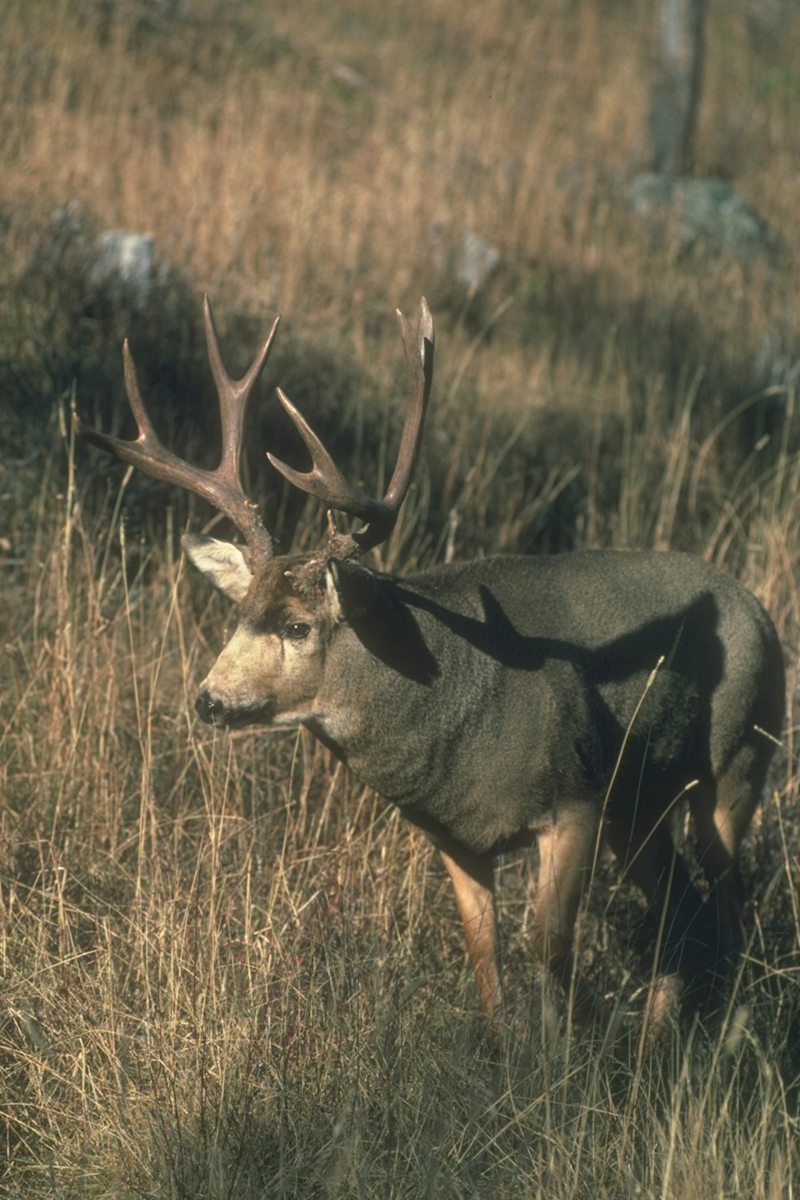 mule-deer-buck-050916