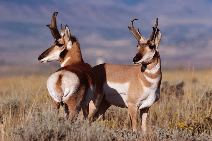 American pronghorn antelope