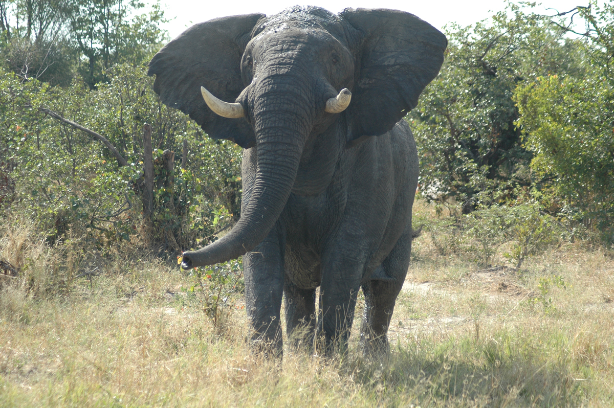 Botswana bull facing camera