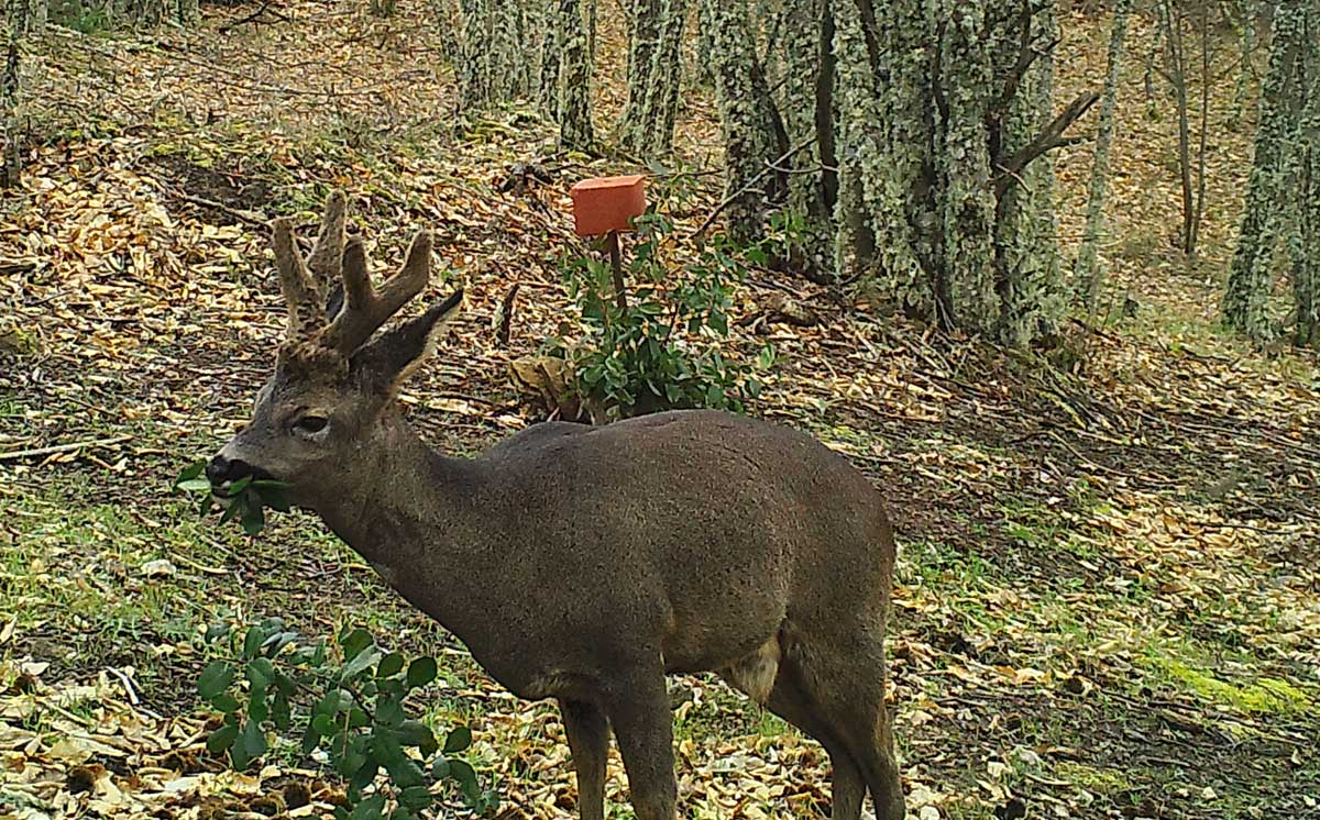 Roe-deer-conservation-buck-052716