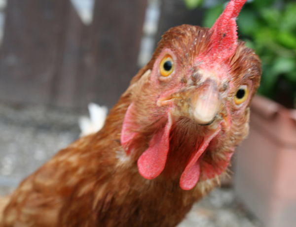 surprised chicken