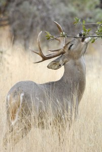 white tailed deer buck
